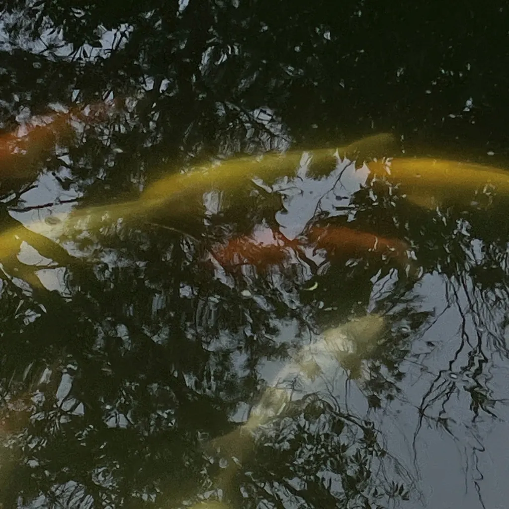 Cover art for koi pond