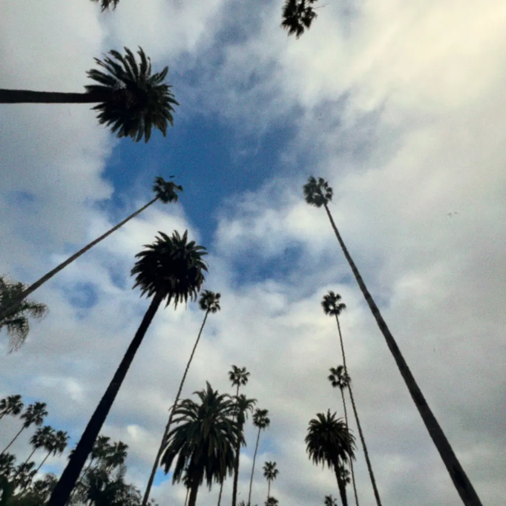 Cover art for Palm Trees